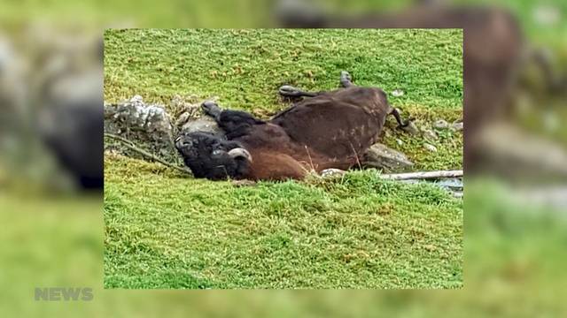 Viehhalter-Streit Schwarzenegg: Schafvirus tötet zwei Bisons des Nachbars-Bauern