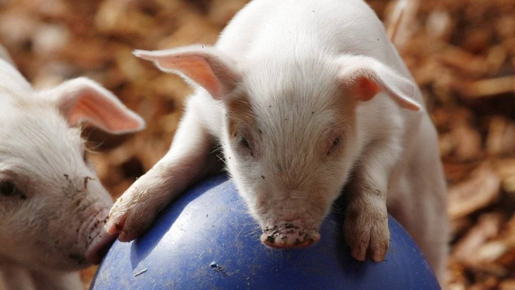 Ziemlich schlau: Ferkel erkennen Objekte, mit denen sie schon gespielt haben, und wenden sich lieber einem neuen Spielzeug zu. (Archivbild)