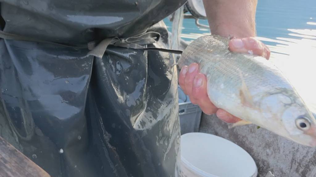 Der letzte Berufsfischer auf dem Walensee