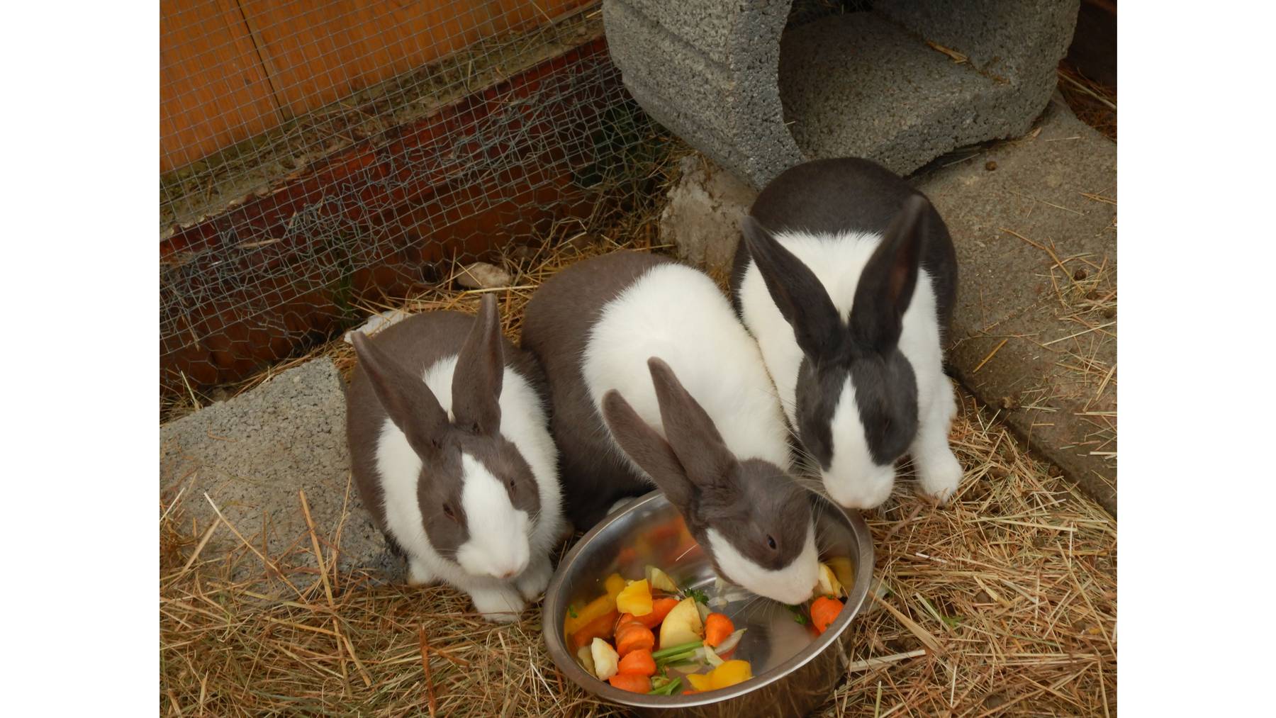 Giulia, Sunny und Leonie