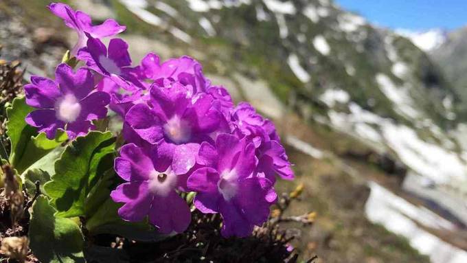 Alpenflora gerät in der Höhe unter Druck