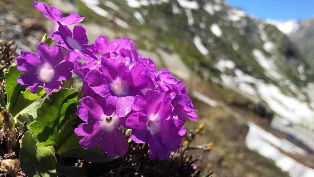 Die Rote Felsenprimel (Primula hirsuta) gehört zu den wenigen Arten, deren untere und obere Verbreitungsgrenze heute tiefer liegt als früher.