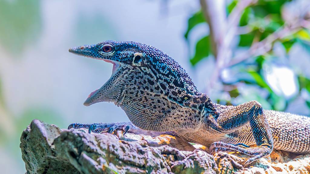 Blaue Baumwarane sorgen für seltene Farbenpracht im Zoo Zürich