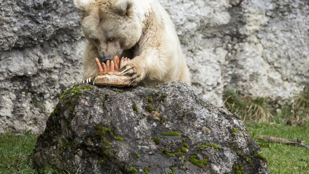 Es scheint zu schmecken: Die Goldauer Bärendame Fränzi macht sich über ihren Geburtstagskuchen her.