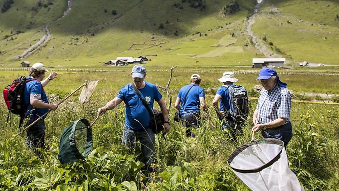 Reiche Pflanzen- und Tierwelt auf Urner Boden