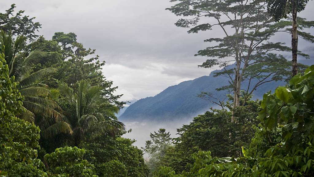 Tropische Bergnebelwälder wie der Manusela-Nationalpark auf der indonesischen Insel Seram zählen zu den artenreichsten Lebensräumen der Welt. Doch die Fläche dieser Ökosysteme verkleinerte sich in den letzten zwei Jahrzehnten.