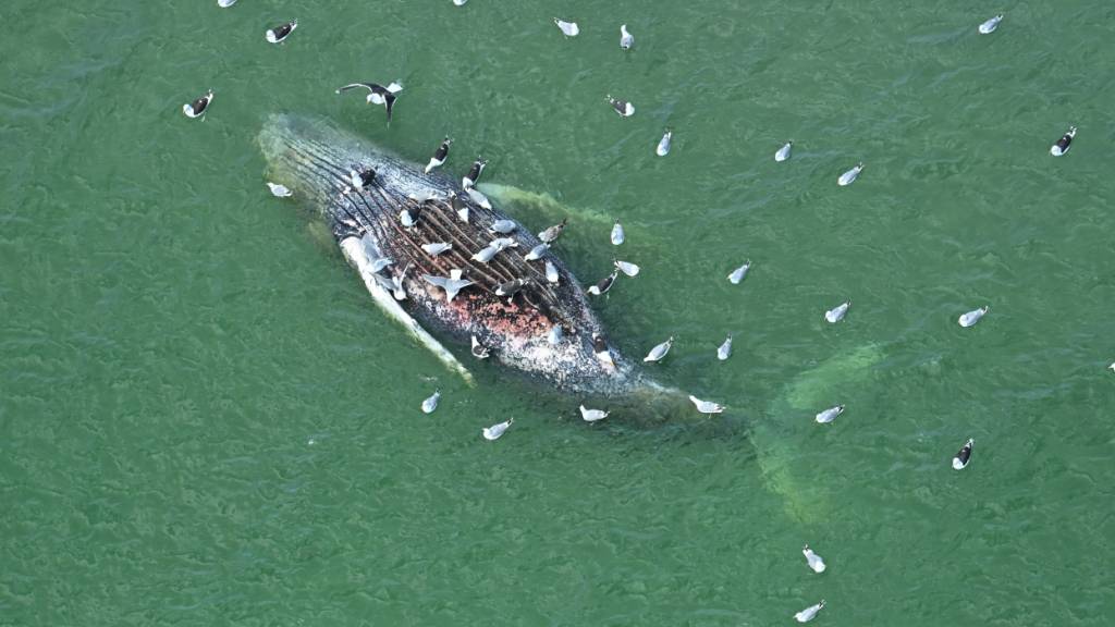Ein toter Wal liegt vor der dänischen Insel Anholt. Foto: Jonas Walzberg/dpa