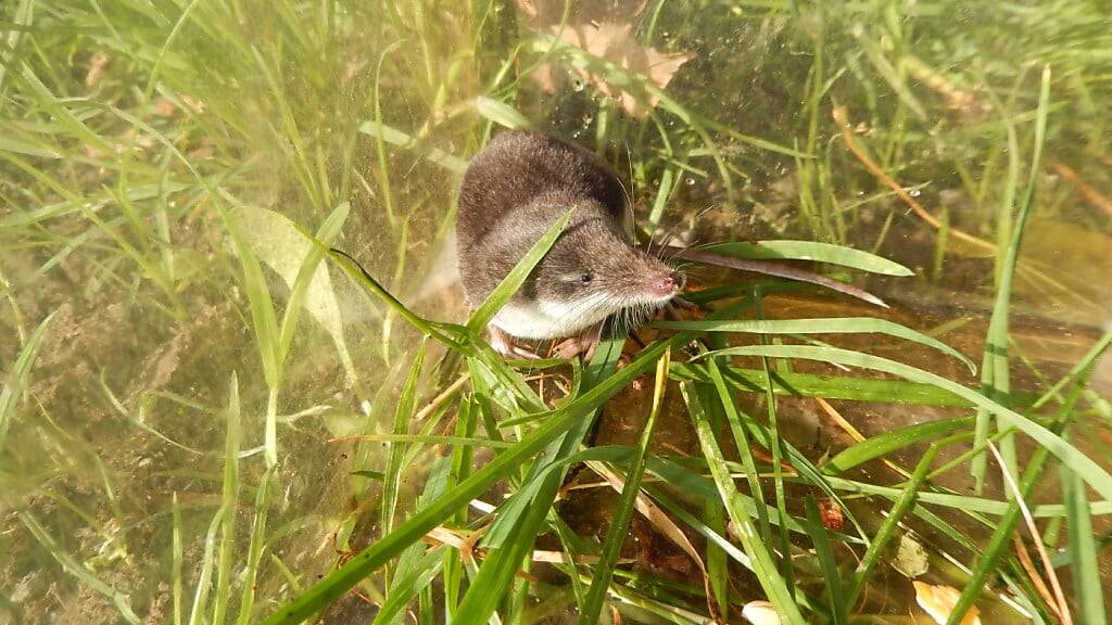 Die gefährdete Wasserspitzmaus ist die grösste Spitzmausart. Diese Aufnahme gelang während einer Fangaktion ausserhalb von Zürich.