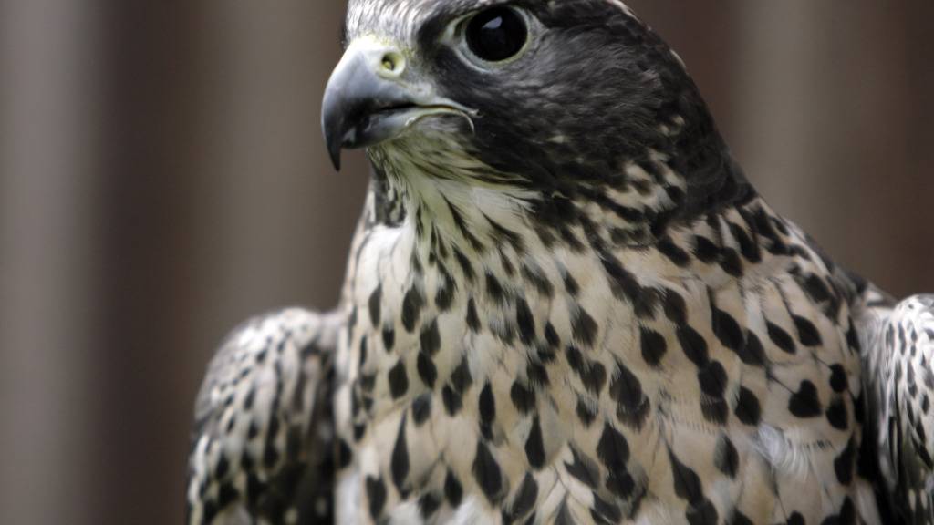Während sich Falken seit geraumer Zeit auch in Grossstädten in unseren
Breiten auf die Jagd begeben, machen grössere fliegende Beutegreifer wie
Adler bisher einen weiten Bogen
um urbanere Lebensräume. (Archivbild)