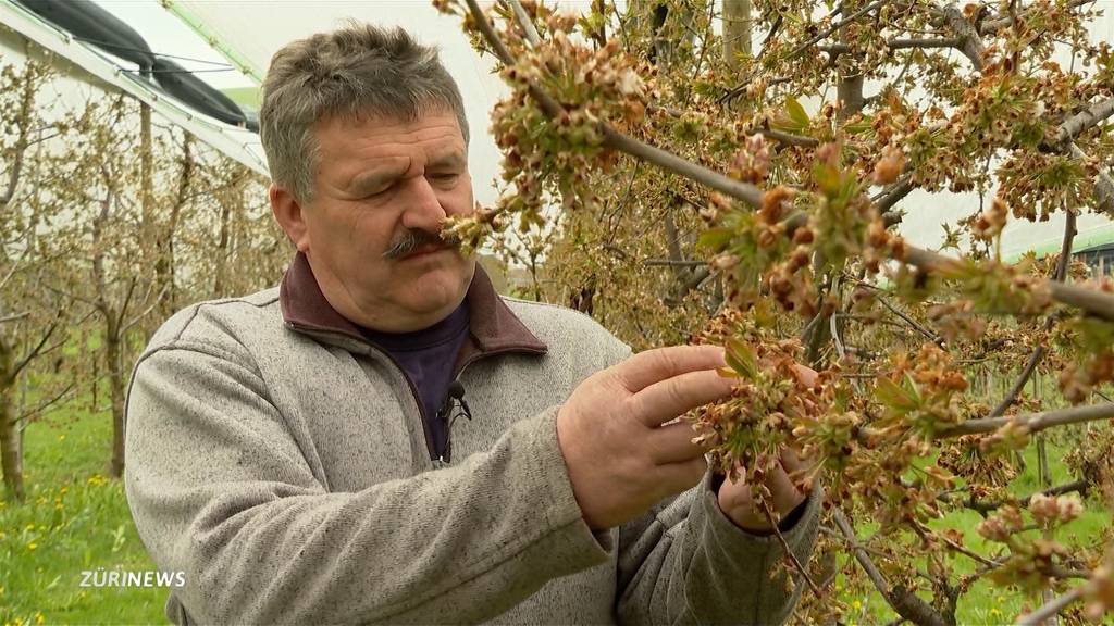 Aprilfrost sorgt für grosse Ernteausfälle bei Schwyzer Kirschbauer