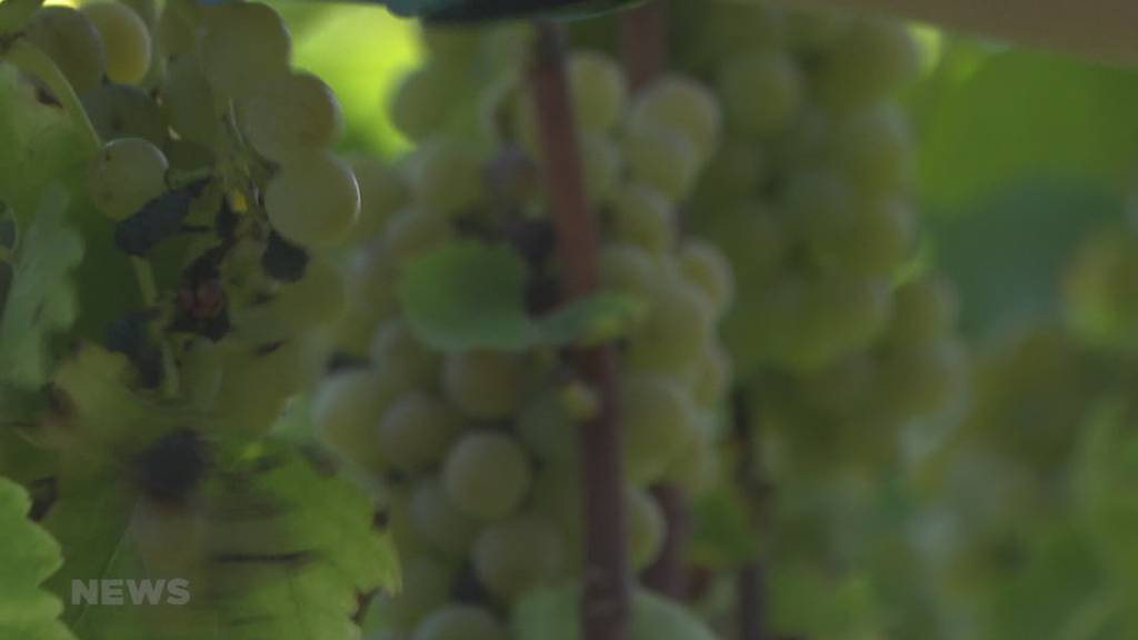 Weinernte in Wileroltigen