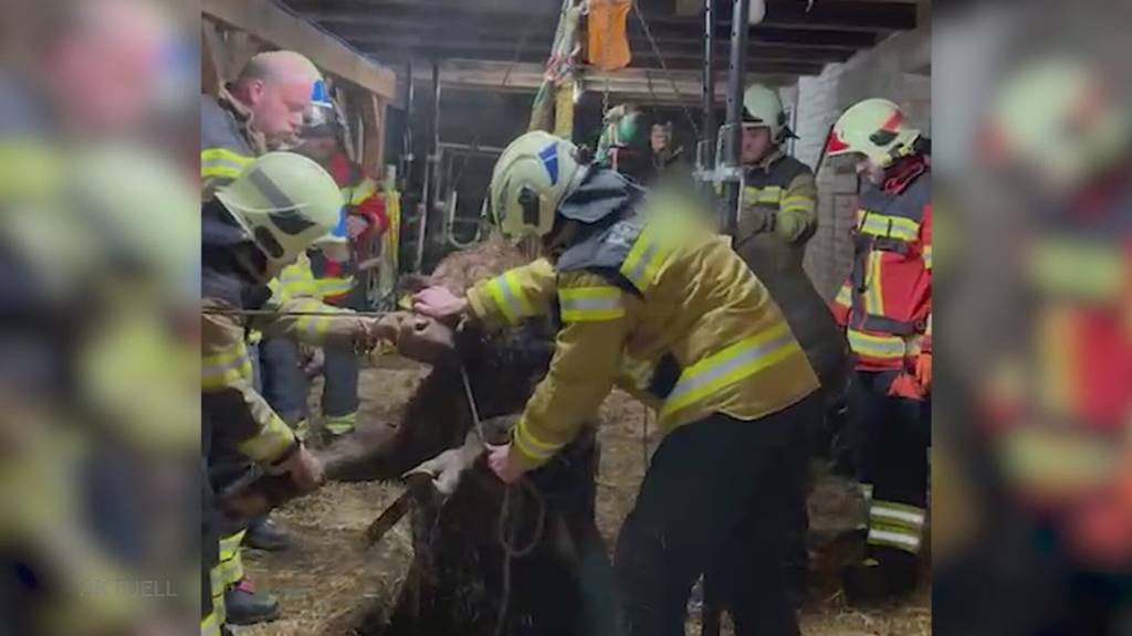 Spezialeinsatz: Feuerwehrleute in der Region Olten retten Kuh aus Güllenloch