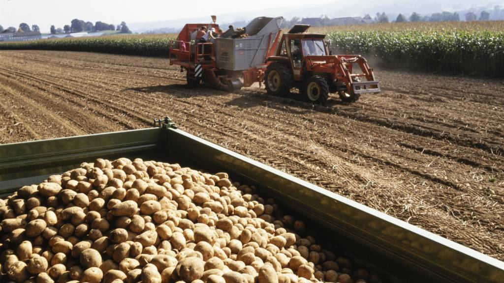 Bauernverband erwartet weitere Richtpreiserhöhungen für Kartoffeln