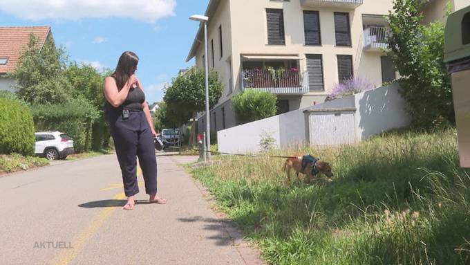 «Er spürt die Aufregung um ihn» – kann Hund Didi doch noch gerettet werden?