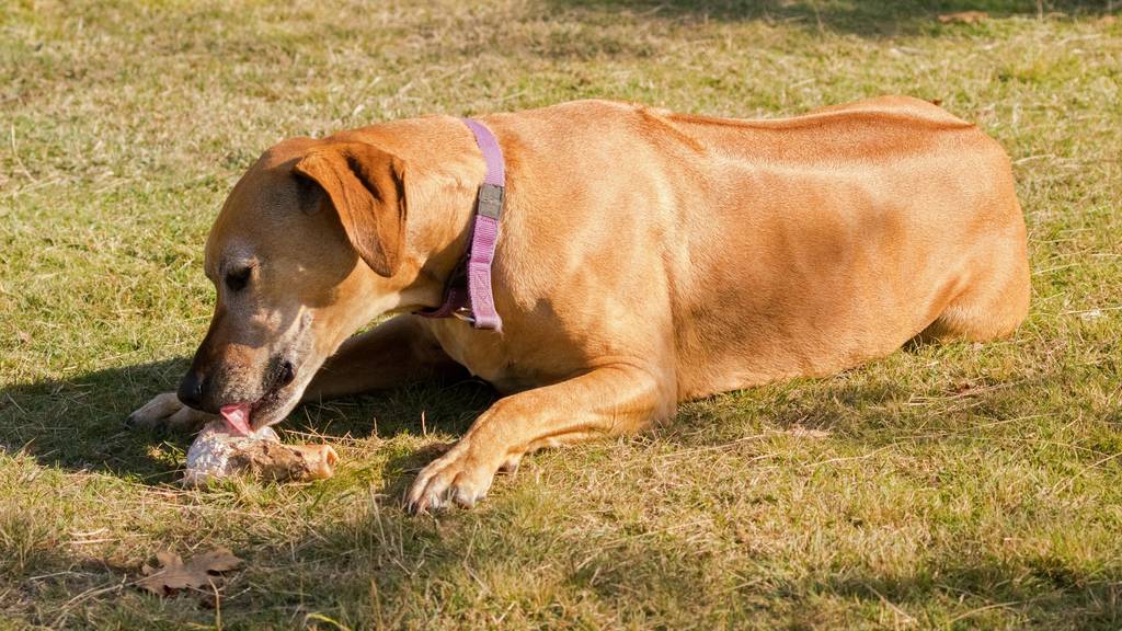 Hundehalter müssen darauf achten, dass ihre Hunde im Freien nichts essen, denn es könnten vergiftete Köder sein. (Symbolbild)