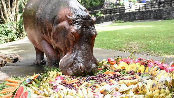 Thailands älteste Hippo-Dame feiert Geburtstag mit Torte