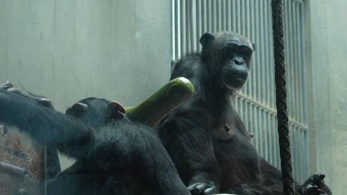 150 Jahre Basler Zoo: «Man lehrte Schimpansen, wie man Suppe isst»