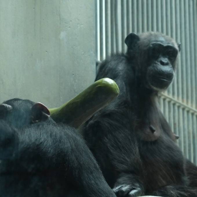 150 Jahre Basler Zoo: «Man lehrte Schimpansen, wie man Suppe isst»
