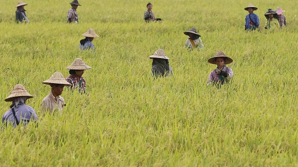 Reis-Ernte in Myanmar (Archiv)