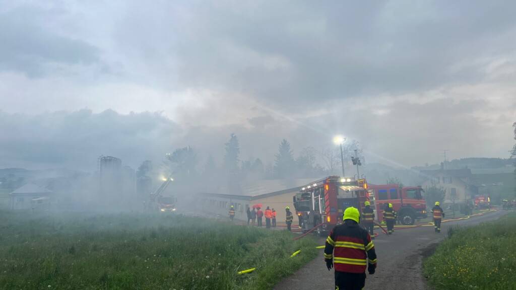 Zwei Ställe mit insgesamt 1500 Schweinen standen teilweise in Vollbrand.