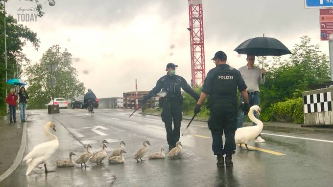 Eine grosse Tierfamilie hält die Aarauer Polizei gehörig auf Trab