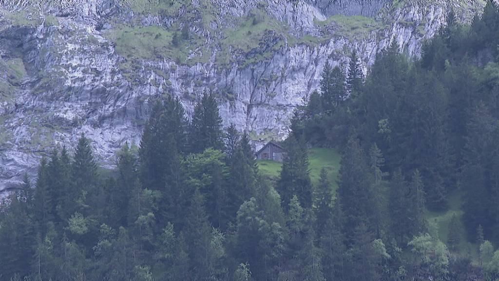 Wolf reisst Schafe in Engelberg