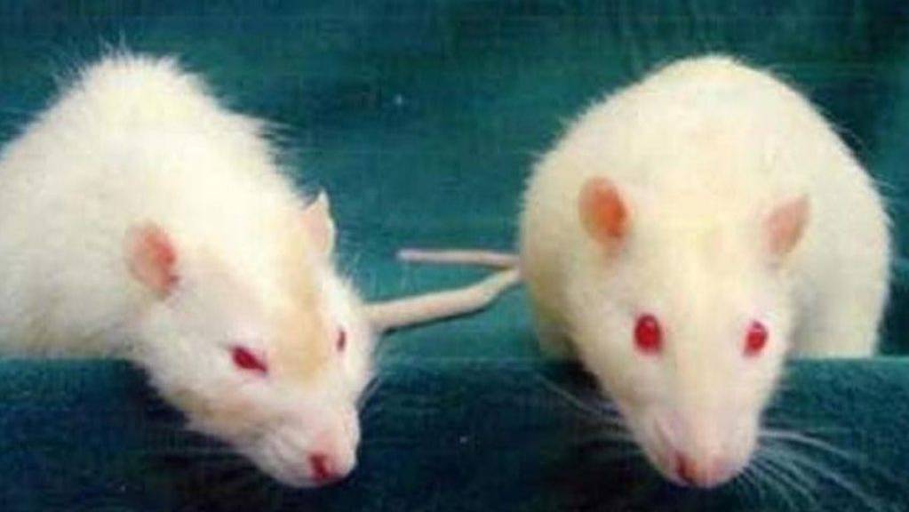 Ratten sind neugierig und lernen gern dazu. Forscher haben ihnen beigebracht, mit Mini-Autos fahren zu lernen. Die Befriedigung über die neue Fähigkeit senkte ihr Stresslevel. (Symbolbild)