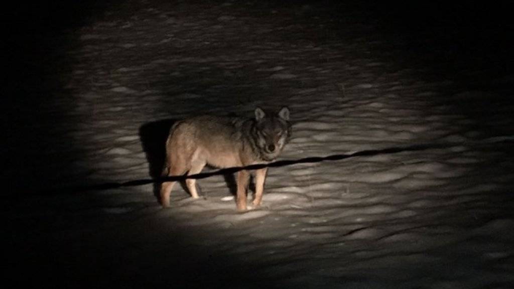 Anhand von Haar- und Kotspuren soll der Jungwolf identifiziert werden.