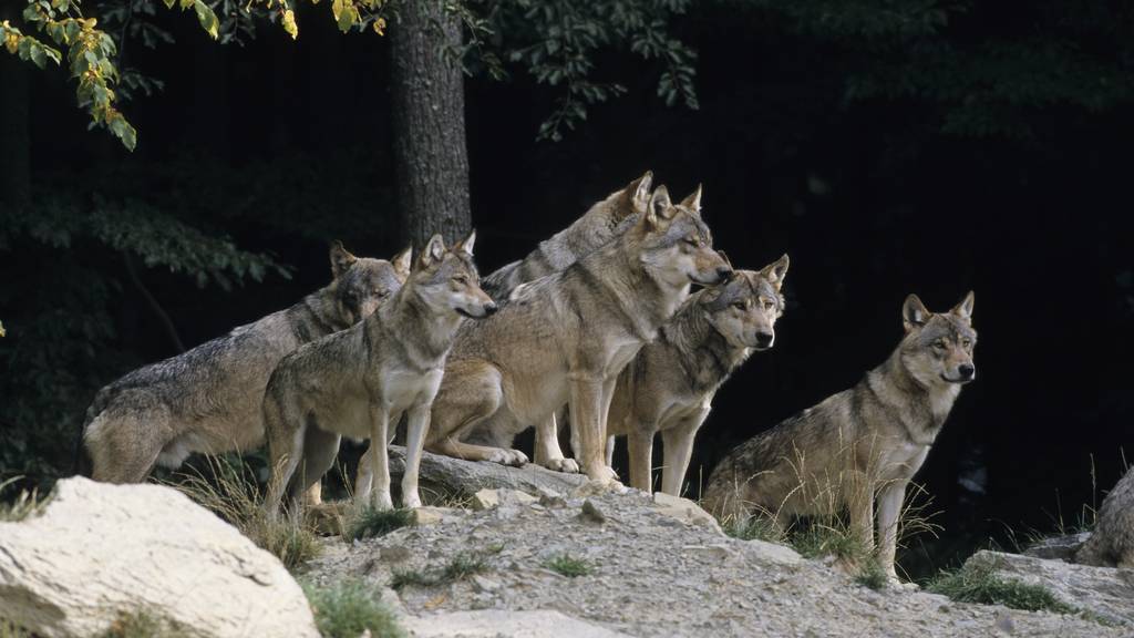 In der Zentralschweiz ist kein Wolfsrudel beheimatet. Doch es wird damit gerechnet, dass sich aus dem Kanton Glarus auch einige im Kanton Schwyz niederlassen könnten.