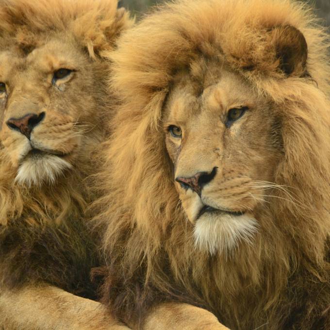 Seltene Löwen für den Walter Zoo