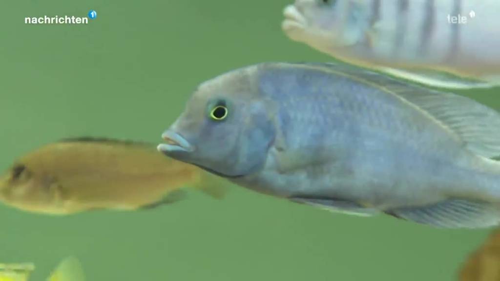 Kampagne gegen leidende Fische in Aquarien