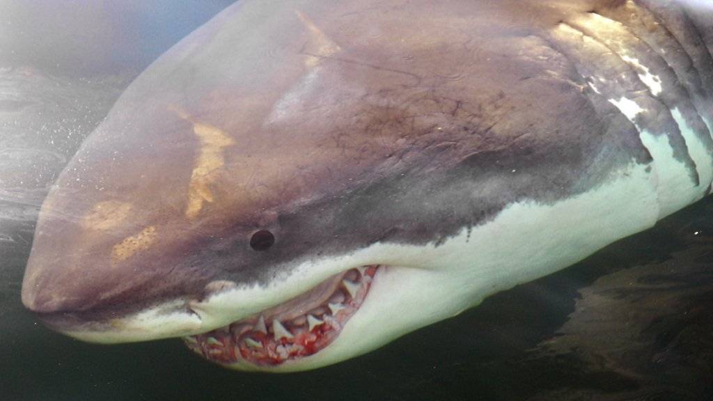 Innerhalb weniger Tage töteten Haie vor Westaustralien zwei Menschen. (Archiv)