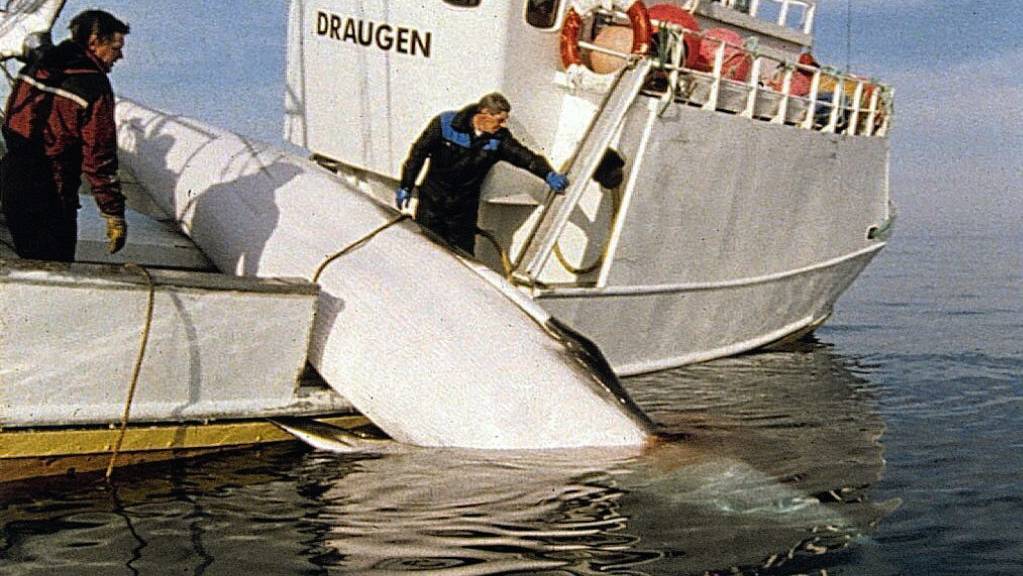 Ein Walfangschiff im Einsatz vor der Küste im Norden Norwegens. (Archivbild)