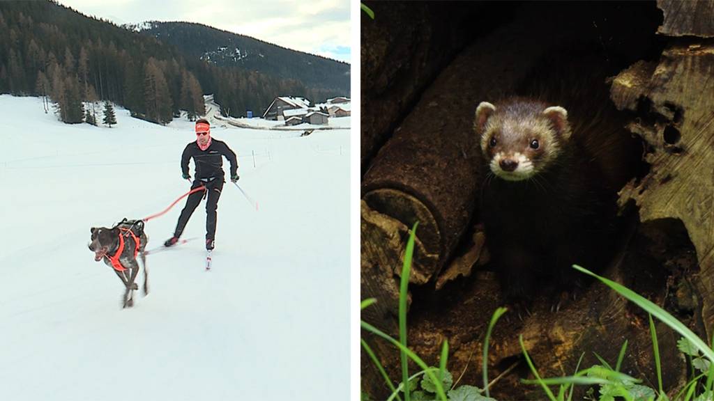 Skijöring: Skaten mit Hund / Tier des Jahres 2024: Der Iltis