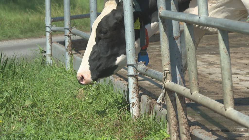 PFAS-Alarm: Chemikalien in Böden, Fleisch und Milch im Kanton St.Gallen entdeckt