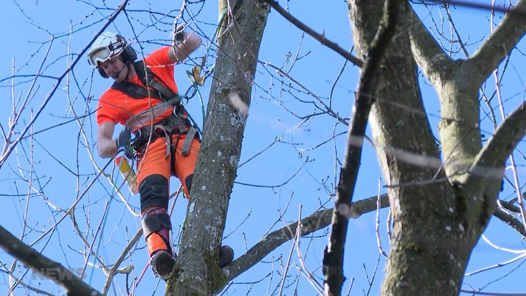 80 Bäume abgeholzt: Pilzbefall fordert grosse Rodung an Berner Aare