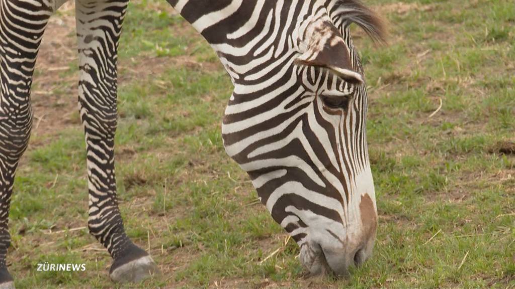 Schwarze oder weisse Streifen? Zoo Zürich lüftet das Zebra-Geheimnis
