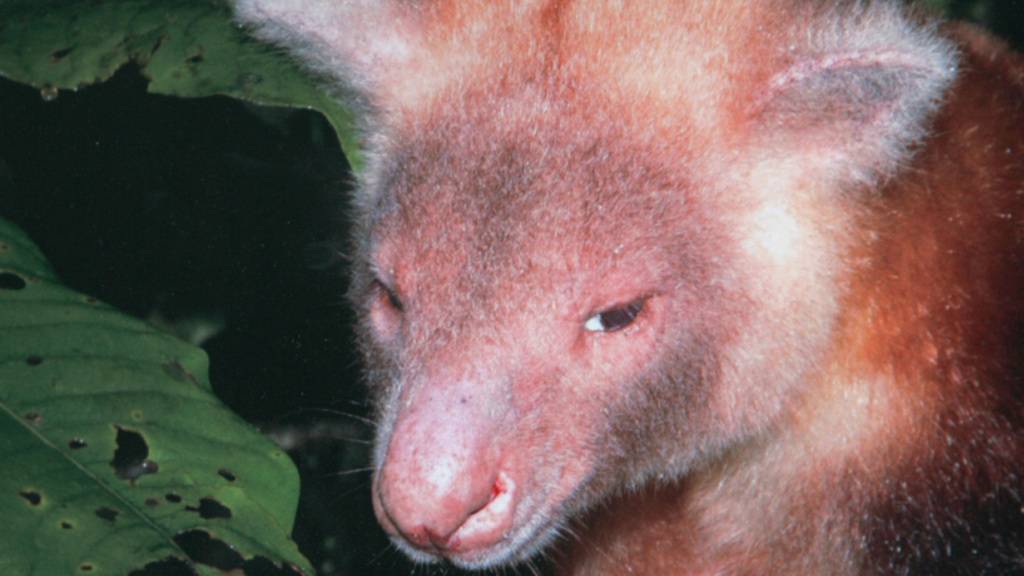 Baumkängurus gelten als vom Aussterben bedroht und sind auf Papua-Neuguinea heimisch. (Themenbild)
