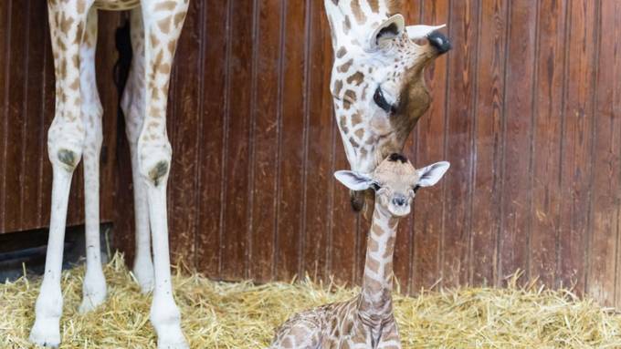 Giraffen-Nachwuchs im Zoo Basel