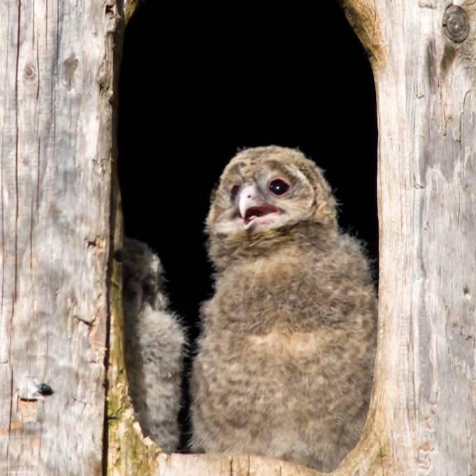 Zoo Zürich freut sich über sechs geschlüpfte Habichtskäuze