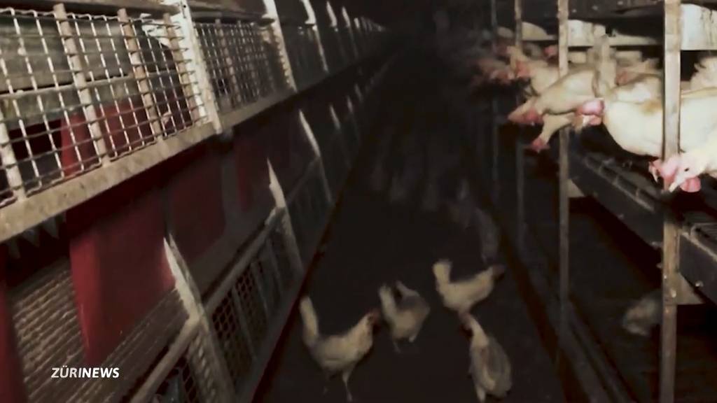 Verstörende Videos von Freiland-Legehennen: Tierrechtsexperten fordern jetzt weniger Hühner pro Betrieb