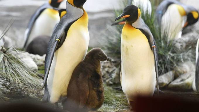 Schwules Pinguin-Paar brütet Ei aus