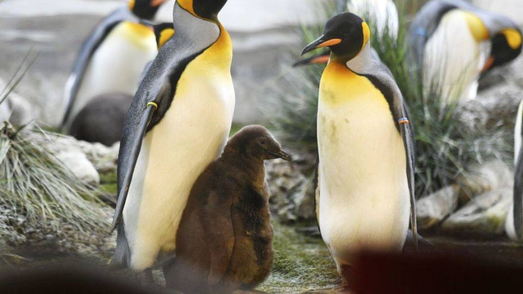 Pinguin-Familie im Zoo Zürich. Im Berliner Zoo versucht derweil ein schwules Pinguin-Pärchen, eine Regenbogenfamilie zu gründen. Die beiden Väter brüten abwechselnd das Ei einer Kollegin. (Symbolbild)