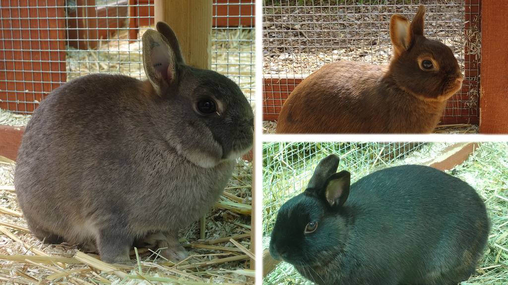 Hanko, Hetty, Hedda und Heila