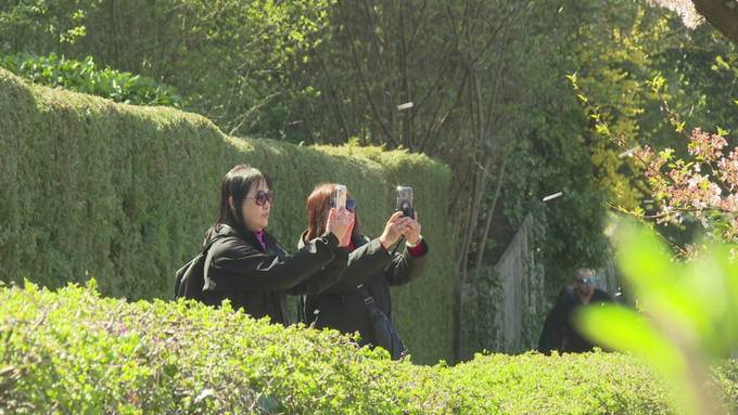 Ein Hauch von Japan in Bern