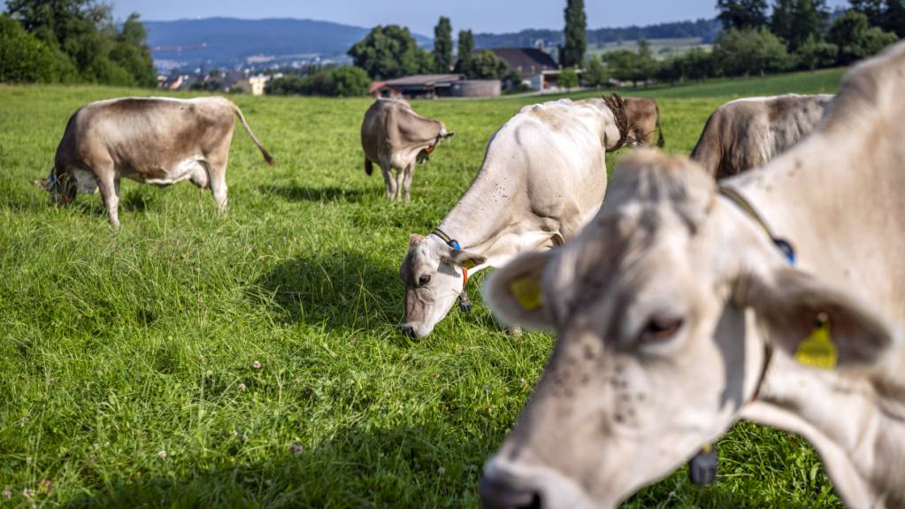 In der Westschweiz wurden bereits Kühe wegen der Rinderkrankheit «Lumpy-Skin-Disease» geimpft. (Archivbild)