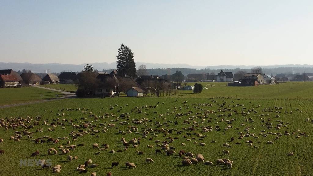 Seit 2,5 Monaten mit 700 Schafen unterwegs