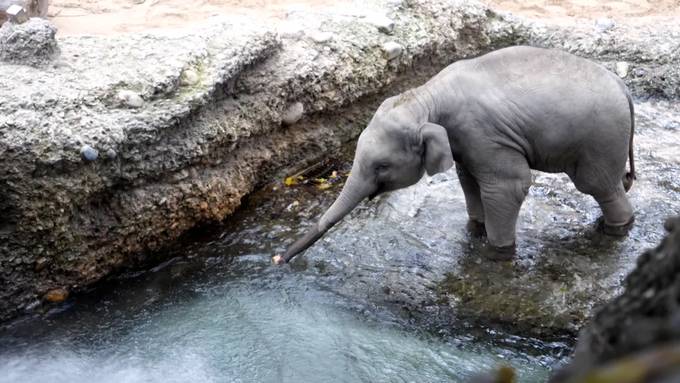 Elefant Unesh feiert seinen ersten Geburtstag ohne Besucher
