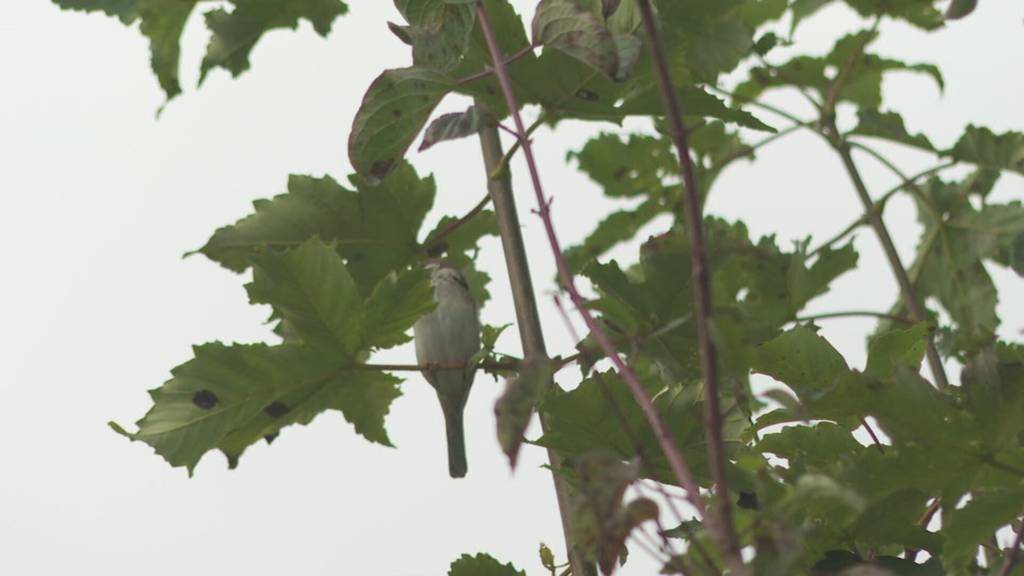 Zugvögel unterwegs in den Süden
