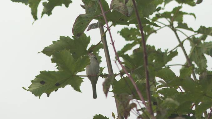 Zugvögel unterwegs in den Süden